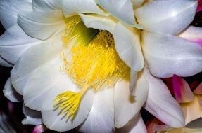 Flower Cactus macro