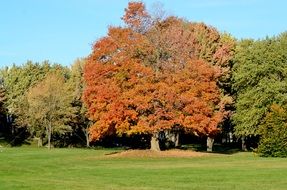 colorful trees on a sunny day