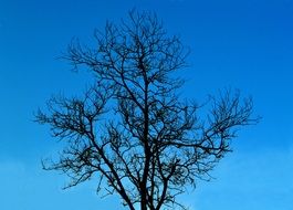 dark tree without leaves against a blue sky