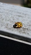 ladybug on wooden board