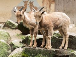 photo of two young goats in a zoo