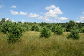 pine trees among nature on a sunny day