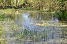 pond after flood