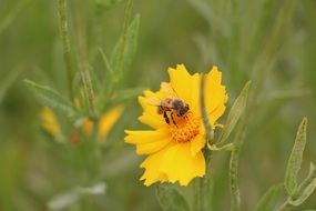 insect on a yellow flower on a blurry background
