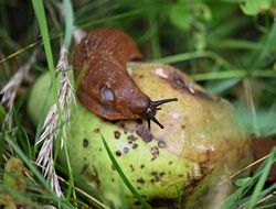 Snail Shell The Creation Of