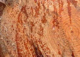 tree like a stump
