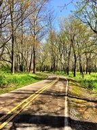 empty Road through Spring Forest