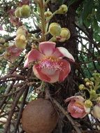 Exotic Flower,asia