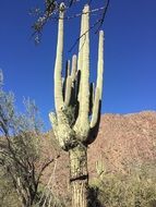 Desert big Cactus Arizona Nature view