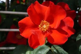 red garden rose in the sun