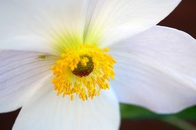 white anemone with yellow core close up