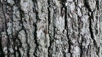 Closeup photo of Tree Bark