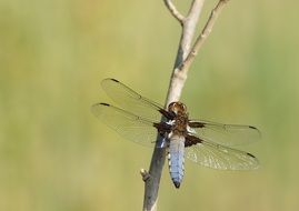 picturesque and pretty Dragonfly