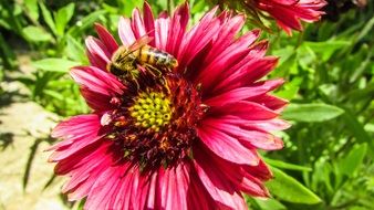 Flower Bee Spring