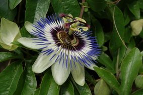 white passiflora flower on a green bush