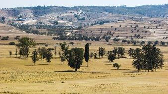 Trees in Valley, Summer Landscape, cyprus