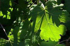 green spring beautiful leaves