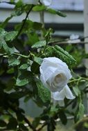 wet bended white Rose after Rain