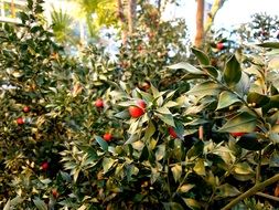 Red berries on a bush in a garden