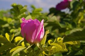 Wild Rose Baby in the sunshine