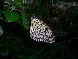 light butterfly in the dark among nature