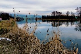 reeds on bank in view of distant forest and mountain at winter, Reuss River, Switzerland