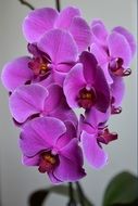purple orchid blooms on a windowsill