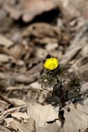 Closeup picture of yellow Flowers on a ground