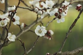 small apricot flowers on a branches