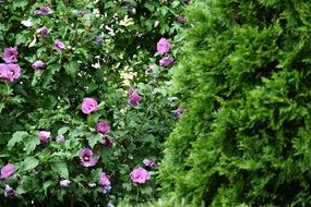 big green bush with purple flowers