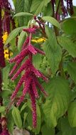 bright pink plant blossom