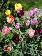 Flower Bed Tulips