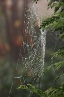 Nature Fog Mist Wet Rain Spin