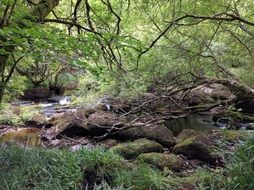 brook in Woodland at summer, uk, england, cornwall