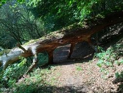 trunk of a fallen tree on a forest trail