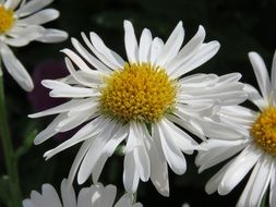 Therapeutic chamomile with a yellow core closeup