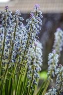 flowers with oblong inflorescences