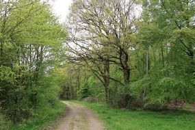 Landscape Picture of the Forest Path