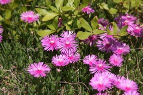 pink flowers like daisies in the sun