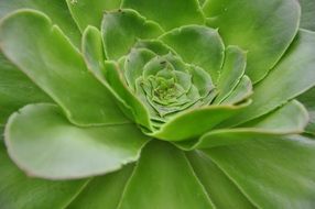 Plant Flower Green Nature