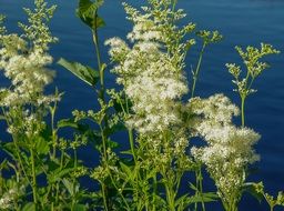 white Wildflowers at blue water