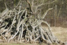 Branches on the groud in the forest