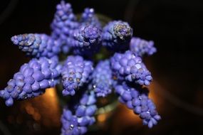 purple flowers in a vase close-up