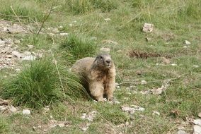 Wild Marmot Fur
