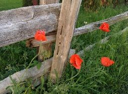 red Poppies near wooden Fence