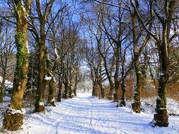 Wintry trees in a forest