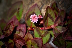 Tiny Pink Flower and Leaves