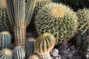 cacti of different shapes in the garden