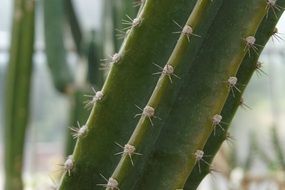 Closeup Picture of Cactus plant
