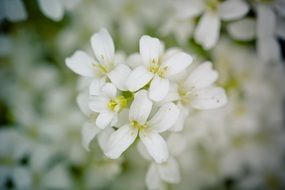 white spring blossoms